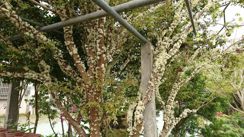 Garden Hostel Minxiong Εξωτερικό φωτογραφία