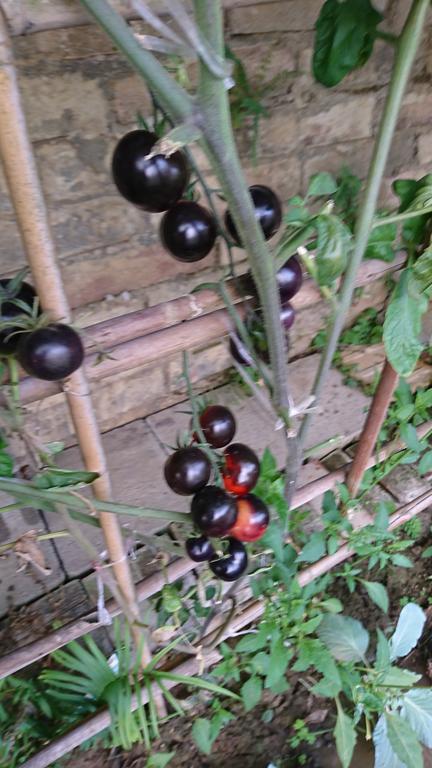 Garden Hostel Minxiong Εξωτερικό φωτογραφία